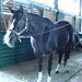 Julie Davie Photo 27