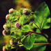 Ray Wills Photo 31