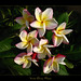Vera Cruz Photo 45