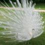 Laura Toler Photo 16