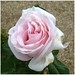 Rose Prince Photo 46