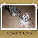Claire Tucker Photo 33