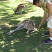 Jason Roos Photo 42