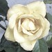 Lorie Rose Photo 29