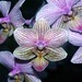 Marie Blom Photo 26