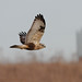 Michael Hawk Photo 46
