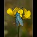 David Forester Photo 36