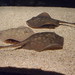 Ray Rounds Photo 21