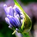Thomas Sobieski Photo 21