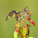 Victor Sparrow Photo 16