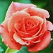 Terri Rose Photo 39