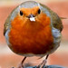 Robin Loving Photo 21