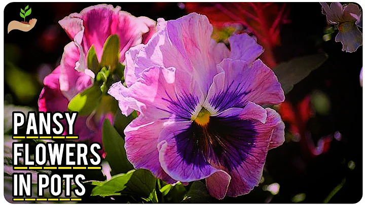 Pansy Summers Photo 9