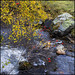 Frances Nieves Photo 36