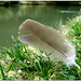 Robert Feathers Photo 36