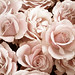 Rose Tuttle Photo 26