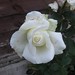 White Ross Photo 28