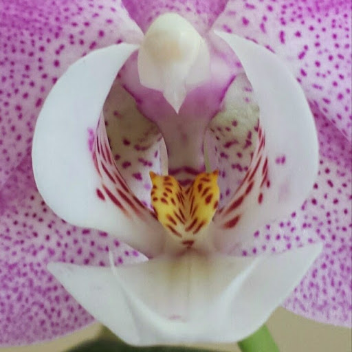 Karin Powers Photo 7