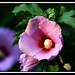 Sharon Higgins Photo 44