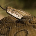Russell Crook Photo 23