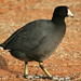 Norman Coots Photo 12