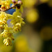 Hazel Winter Photo 17