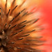 Autumn Head Photo 24