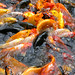 Yuan Liu Photo 51
