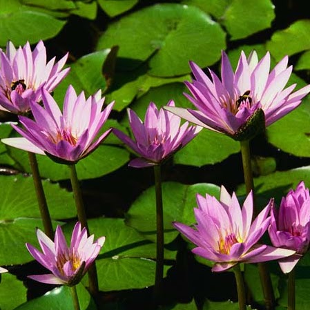 Gopi Menon Photo 16