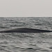 Mark Musculus Photo 9