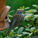 Deborah Sparrow Photo 28