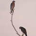 Bill Hawk Photo 37