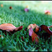 Yashica Brown Photo 25