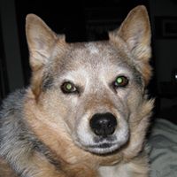 Don Goodman Photo 2