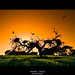 David Carballo Photo 32