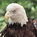 Gary Eagle Photo 23