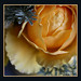 Thomas Rosas Photo 23