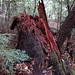 Tracy Stump Photo 35