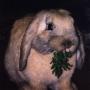 Lisa Dudek Photo 21