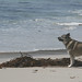 Cory Shields Photo 38