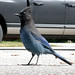 Jay Grove Photo 38