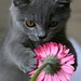 James Pink Photo 34