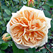 Elizabeth Rivard Photo 30