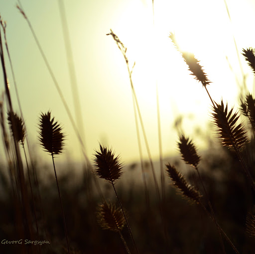 Gevorg Sargsyan Photo 13