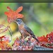 Robin Leaf Photo 21