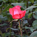 Rosa Carter Photo 35