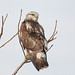 Michael Hawk Photo 45