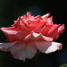 Avery Rose Photo 40