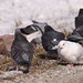 Dove Brown Photo 26