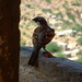 Amber Bird Photo 35